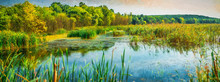 Reed Areas On Lake. Modern Oil Painting Illustration Art