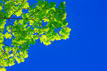 bright green spring maple leaves on the branch with the background of the clear blue sky, abstract natural wallpaper