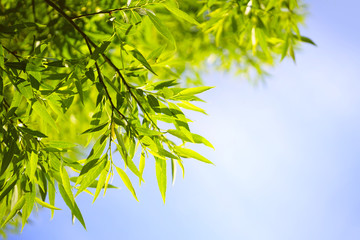 Poster - Beautiful young juicy leaves of willow in nature against the backdrop of a blue sky. Gentle fresh summer spring background pattern for text.