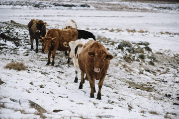 Wall Mural - Adorable Icelandic rustic cows in the snowy volcanic field