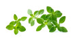 © margo555 - Thyme fresh herb isolated .