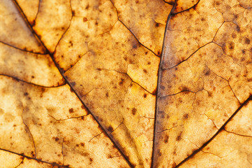 Bright dry autumn leaf close-up