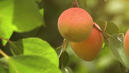 Wall Mural - Ripe apricots grow on a branch among green leaves