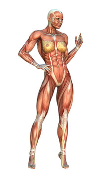 3D Rendering Muscle Maps