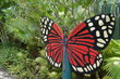 A Beautiful Butterfly Decorative In The Garden