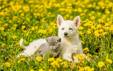 Poster - Puppy and kitten lying together on a dandelion field