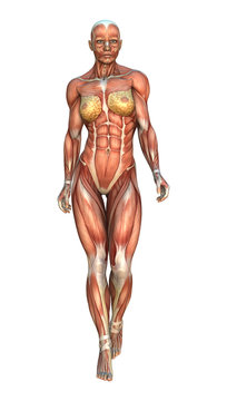 3D Rendering Muscle Maps