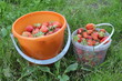 Strawberries during harvest hanging on the branches or has already been disrupted and are in the bucket.