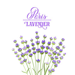 Fotomurales - The lavender elegant card with bouquet of flowers and text. Lavender garland for your text presentation. Label of soap package. Label with lavender flowers. Vector illustration.