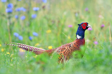 Wild Pheasant In A Grass