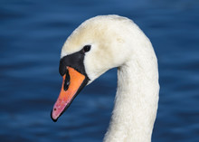 White Swan Head Closeup Bird Portrait Photo.