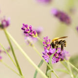 Fototapeta Lawenda - Biene auf Lavendelblüte