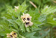 Black henbane or stinking nightshade (Hyoscyamus niger) flower. Poisonous plant.
