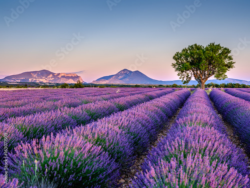 Fototapety fioletowe  fioletowe-kwiaty-lawenda-w-krajobrazie-prowansji