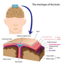 Meninges Of The Brain