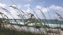 Foreground Sea Oats Blowing In Wind With White Sand Beach And Pier Background
