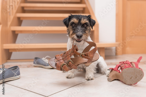 Gehorsamer Hund hält einen Schuh durch Klickertraining Jack Russell