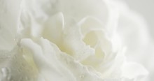 White Carnation Flower Closeup