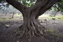 Carob Trunk And Big Roots