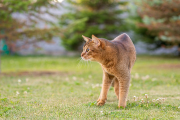 Wall Mural - Abyssinian cat hunts a bird in the open air