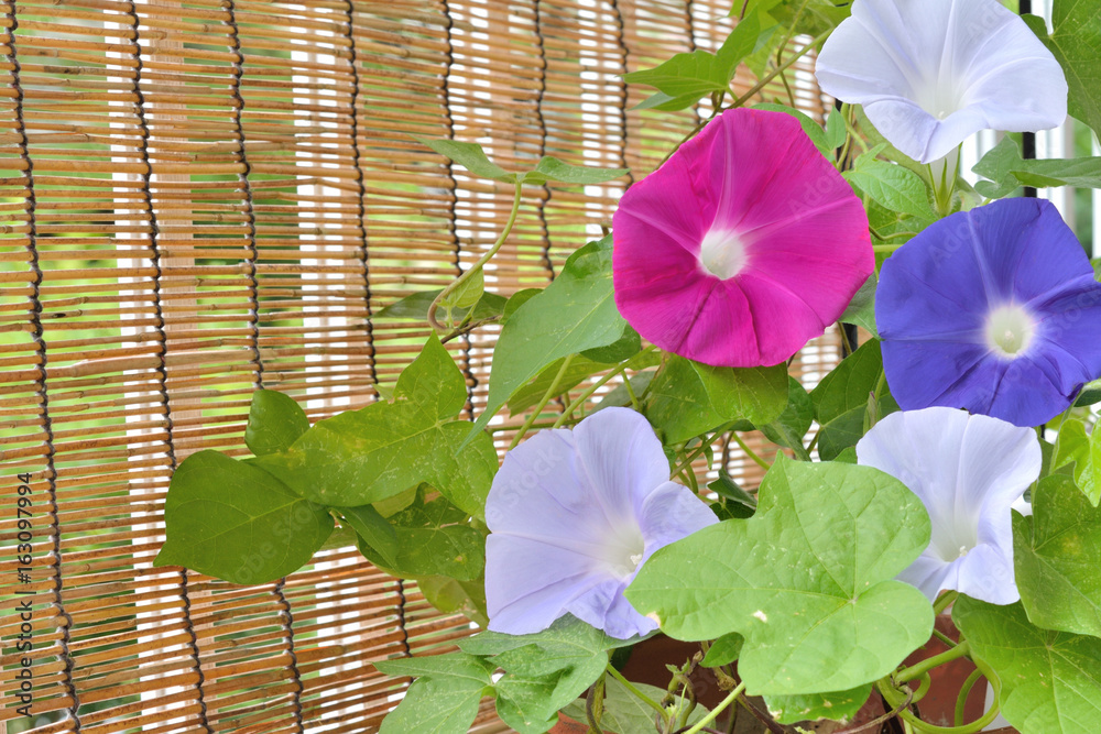 朝顔の花 すだれ の Stock フォト | Adobe Stock