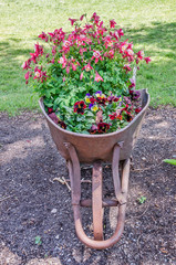 Wall Mural - Wheelbarrow with Columbine and Pansies 