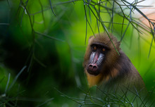 Colorful Mandrill Monkey Peers Out From Foliage, Composite