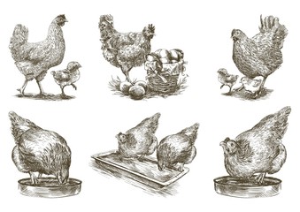 chicken breeding. animal husbandry. vector sketches on white