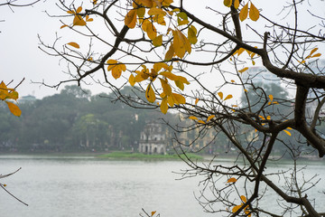 Wall Mural - Branches of yellow leaves with Turtle Tower (Thap Rua) on background at Ho Guom lake, center of Hanoi