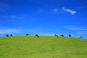 Wall Mural - Herd of cows graze on a horizon against blue sky in East Devon, England.