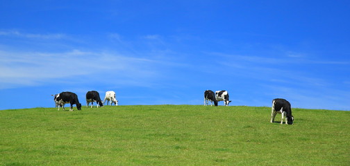 Wall Mural - Herd of cows graze on a horizon against blue sky in East Devon, England.