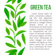 Fresh Green tea leaves and twig. vertical stripe and description text