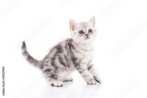 Cute American Shorthair Kitten Buy This Stock Photo And Explore