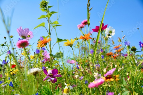 Grußkarte - bunte Blumenwiese - Sommerblumen