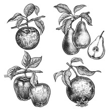 Fruits Apples, Garnet And Pears.