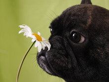Funny Face Bulldog Dog Sniffing A Flower.