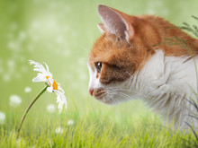 Cat Looks At A Flower. Background Nature Grass