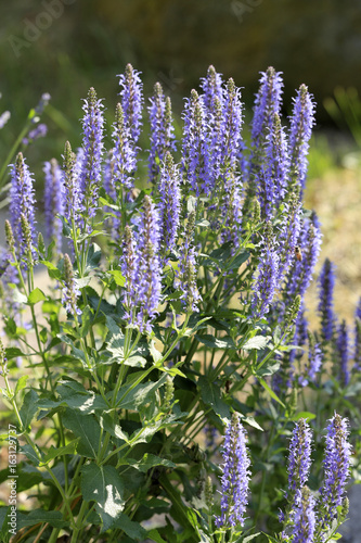 Bluhender Garten Salbei Salvia Officinalis Buy This Stock