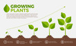 Different steps of growing plants. Vector illustration in cartoon style