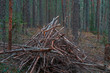 Huge pile of dry brushwood on the ground in the dark pine forest in dusk.