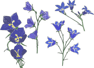 Sticker - four blue campanula flowers sketches on white