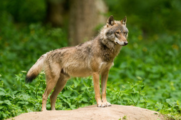  Grey Wolf (Canis lupus) 