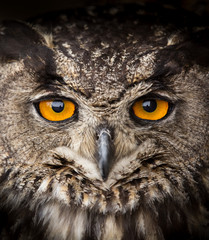 Face portrait of Eagle Owl, Bubo bubo.