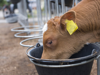 young brown calf drinks from black bucket