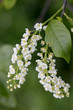Blüten des Faulbaumes (Frangula alnus) 