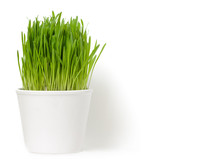 White Flowerpot With Green Grass On White
