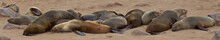 Cape Fur Seals, Cape Cross, Skeleton Coast, Namibia