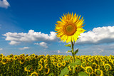 Fototapeta Kwiaty - Flowers of a sunflower field with a blue sky