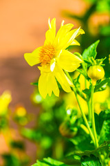 Wall Mural - Yellow flowers in the park