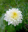 White Chrysanthemum flower fresh.